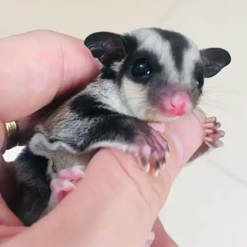 澳洲蜜袋鼯活体幼崽蜜袋鼬口袋