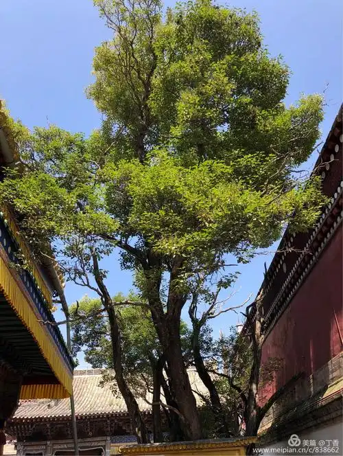 难得一见的菩提树