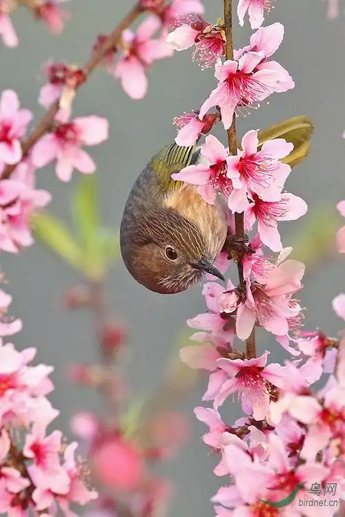 桃花小鸟