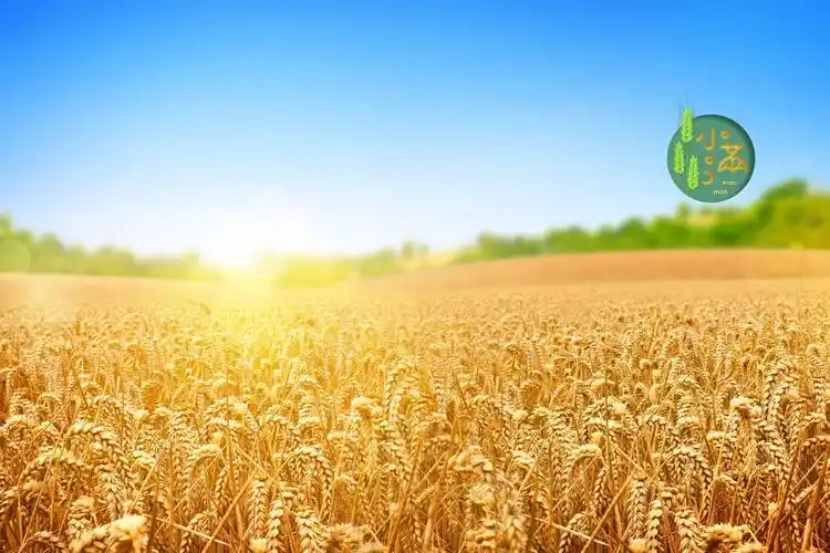 电脑壁纸 节日 节日合集 二十四节气之小满丰收时节