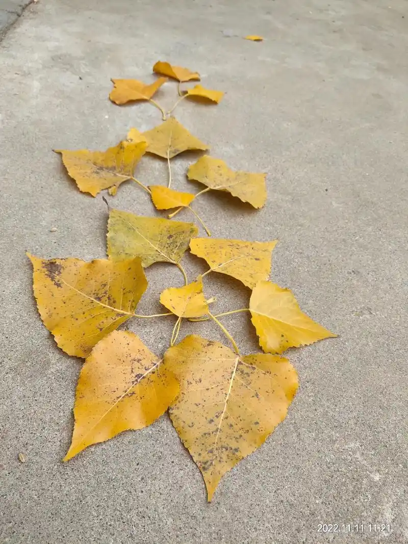 北方温情的白杨