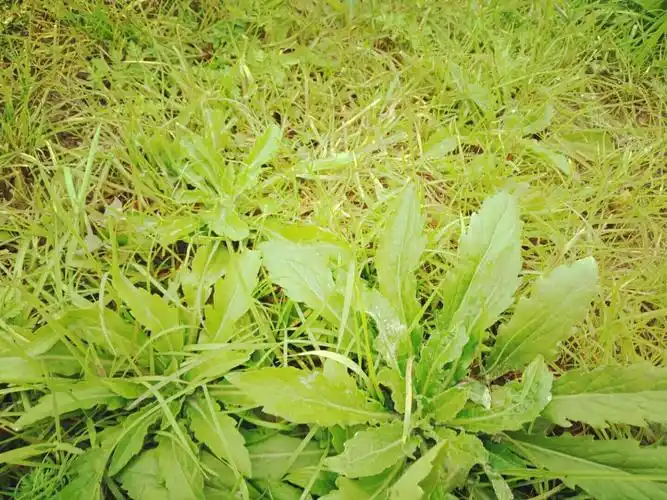 其它 吴泽成科学作业 写美篇小蓬草,别名:小白酒草,加拿大蓬飞草,小