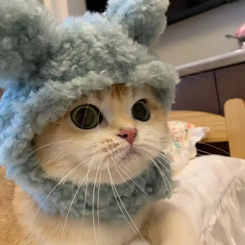 快换上可爱的喵喵头像哟.快艾特你对象来用喔 滋滋#猫猫头像  - 抖音