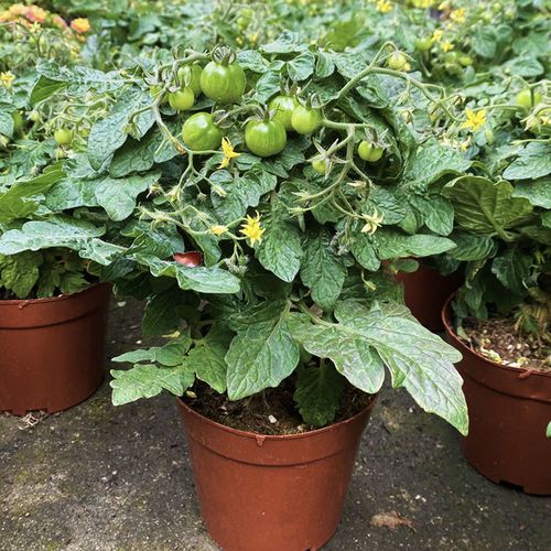 千禧圣女果小番茄苗盆栽带花西红柿苗水果花苗可食用阳台植物包邮