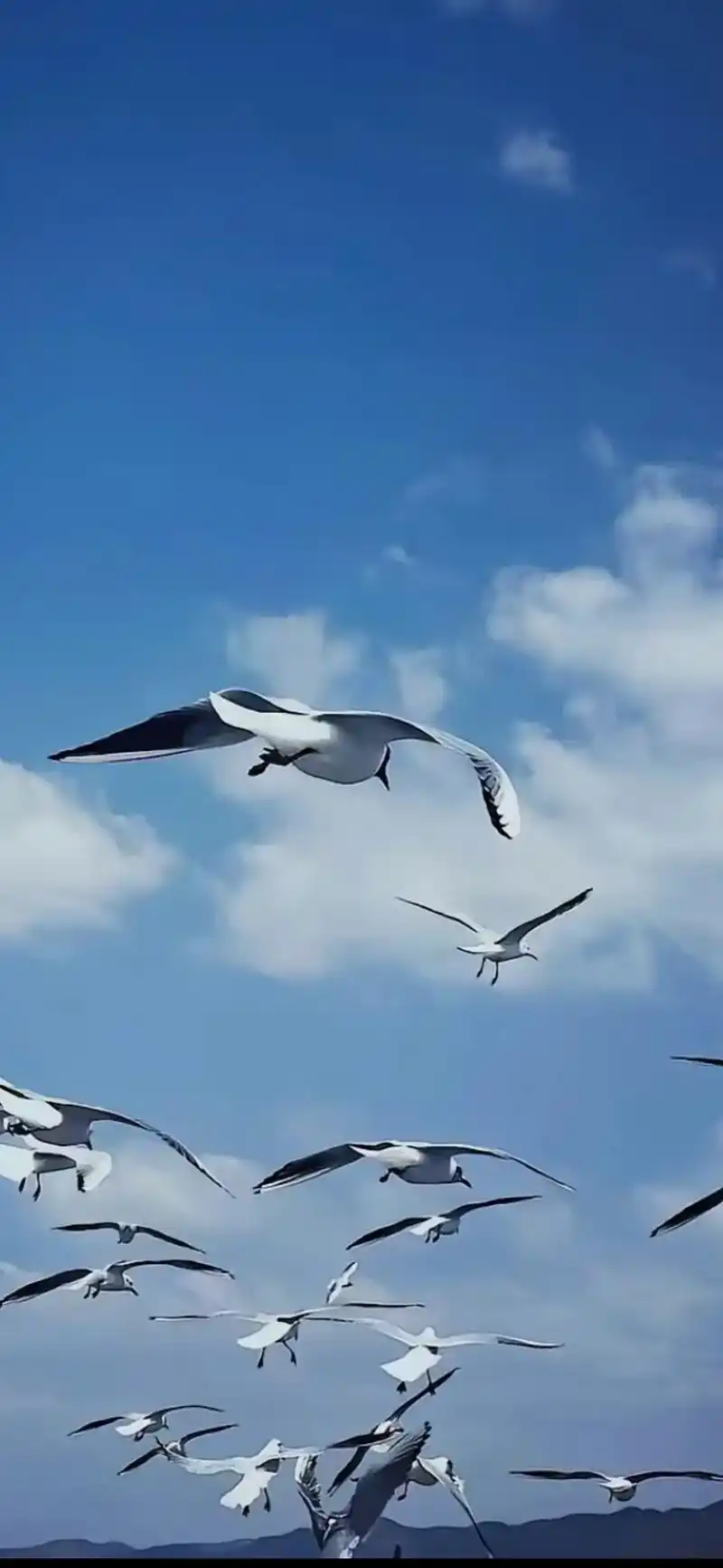 大理洱海,蓝天白云,微风轻抚,海鸥飞翔,一个人的时候,就想着 - 抖音