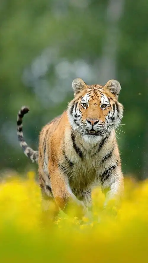 小动物 - 堆糖,美图壁纸兴趣社区