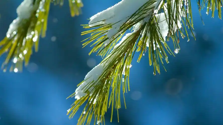 护眼花卉高清图片桌面壁纸