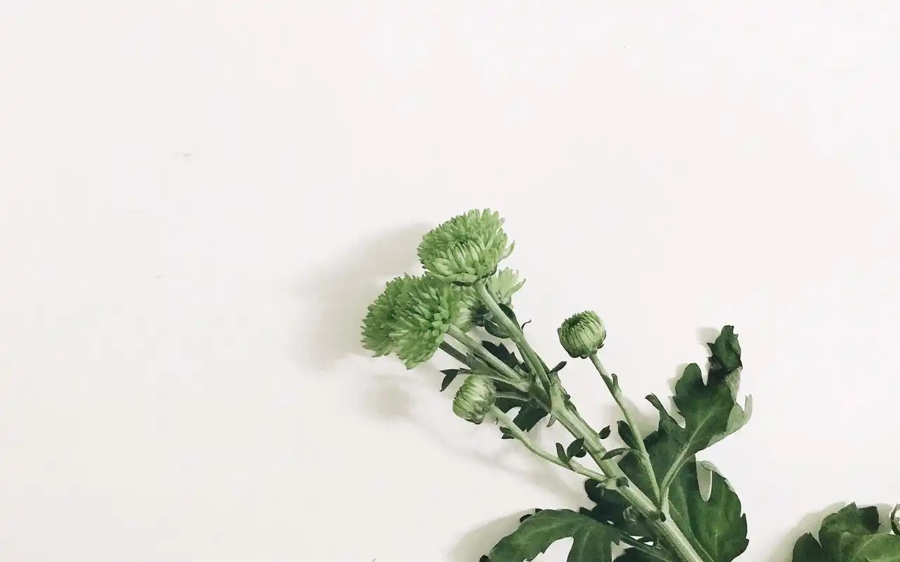 小清新植物图电脑高清壁纸下载