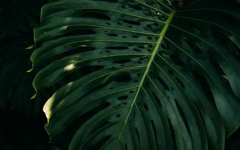 超清护眼绿叶图片电脑壁纸