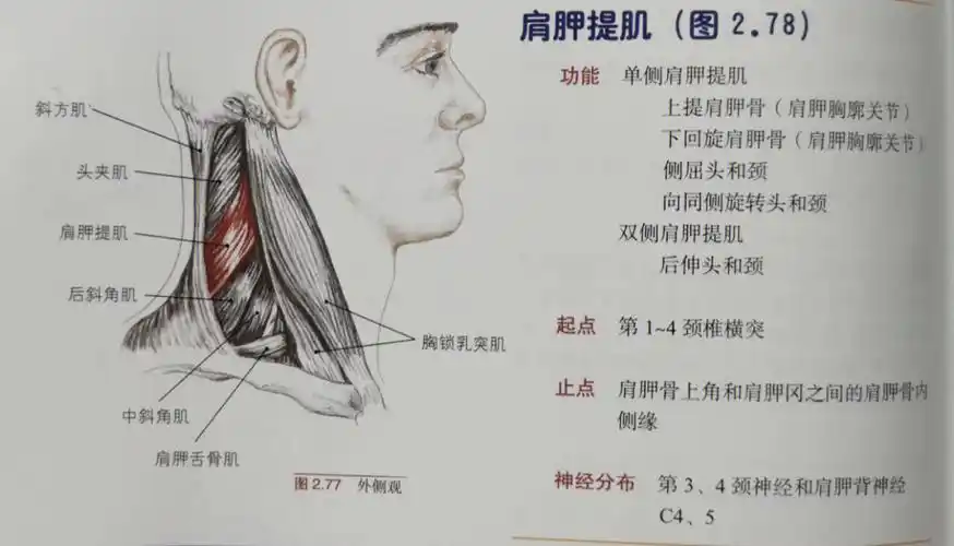 颈部最重要的三块肌肉肩胛提肌