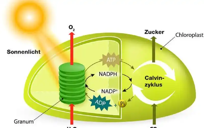 德语中字光合作用光反应的过程带德语字幕在2p