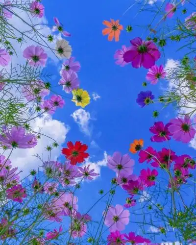 花草风景图片源于网络百度,非原创,个人收藏欣赏,侵权删除.