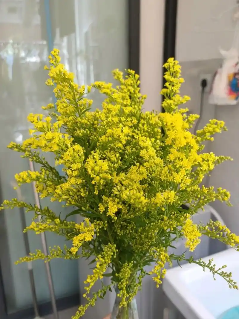 我爱的配花之一(黄莺) 黄莺也很浪漫,开花了的黄莺更好看了