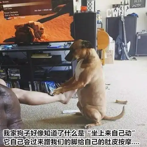 我觉得我养了一个披着狗皮的人 汪星人统治地球不远了 点赞吧 返回搜