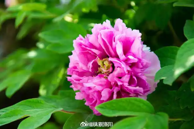 有这么多颜色#】黑的,绿的,紫的,黄的……日前,河南洛阳牡丹陆续盛开