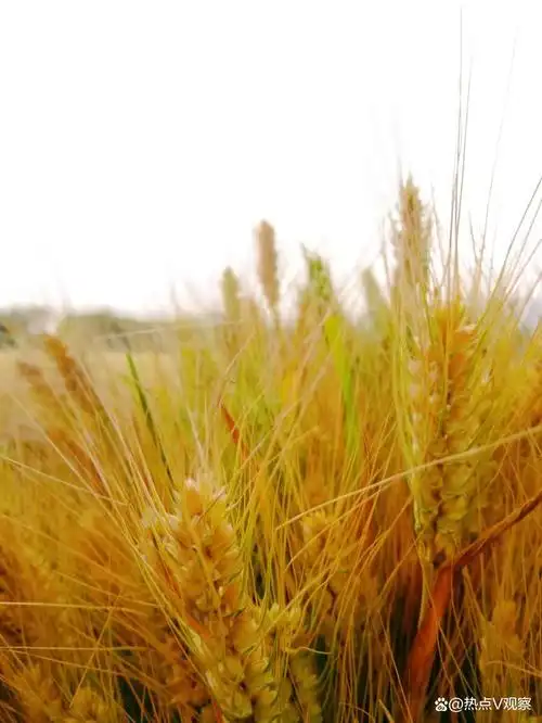 图文/杭越 镜头下的麦田之美!