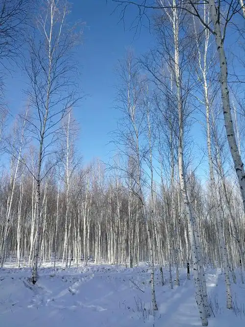 碎碎念的东北之旅 《碎碎念的东北之旅》中提到的 白桦林 攻略 来自