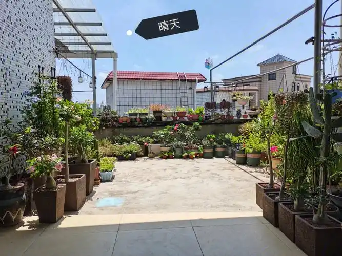 我的楼顶小花园