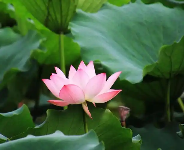 白色荷花一枝独秀很靓丽,荷花和美女也很美.