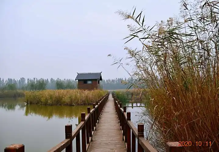 陈桥东湖湿地拍鸟记