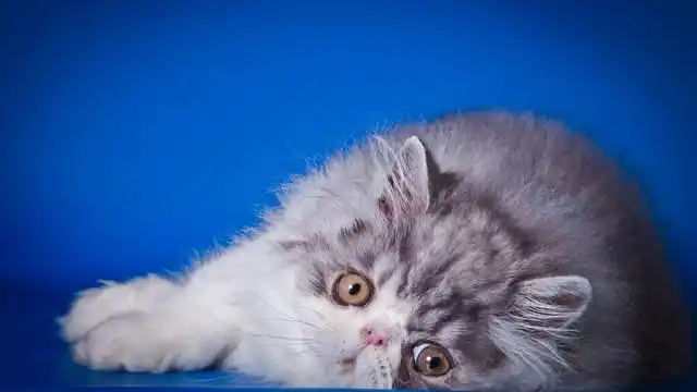 波斯猫有"贵族"猫之称,长得很娇气,有一身绒绒的长毛发,很吸引人的