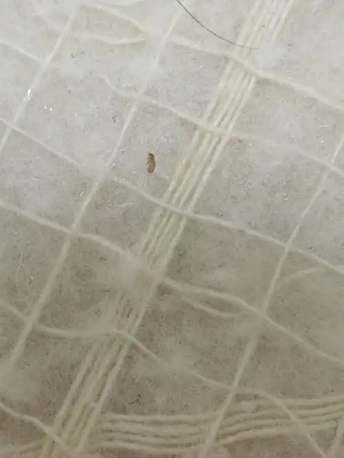 家里棉絮和墙上然发现这种小虫子,爬很快,很容易捻死,这是什么虫怎_百