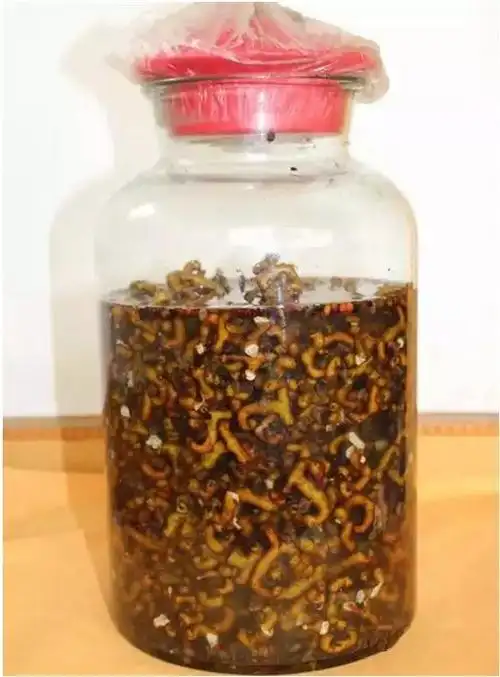 海蛇泡酒的功效与作用海蛇天麻酒的功效及价格多少