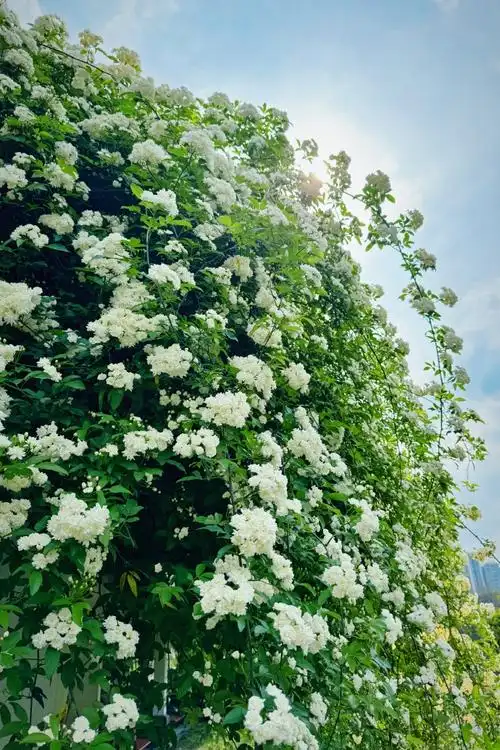 七里香很有夏天的感觉##带着微博去旅行##春游季