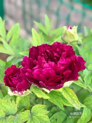 洛阳牡丹九月开始移植了,16个超美国外品种牡丹全都在这里