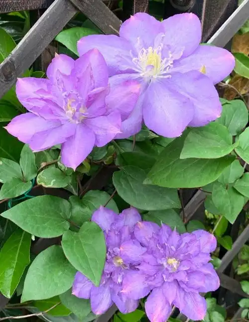 颜值很高的铁线莲蓝色风暴养护简单三季有花看你值得拥有