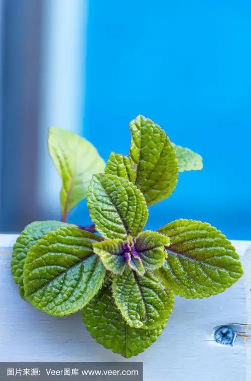 薄荷花自然界中薄荷植物的开花