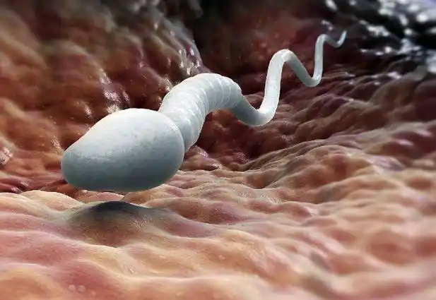 男人精液是什么味道的别害羞看完以后或许能够找到答案