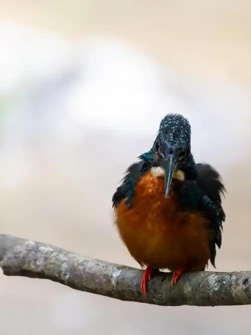 斑头大翠鸟🐦翠鸟是一类技艺高超的捉鱼能手,它们有着漂亮的羽色