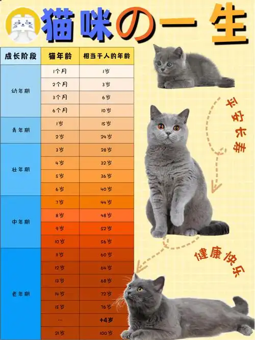 猫咪の一生你家的猫咪几岁啦