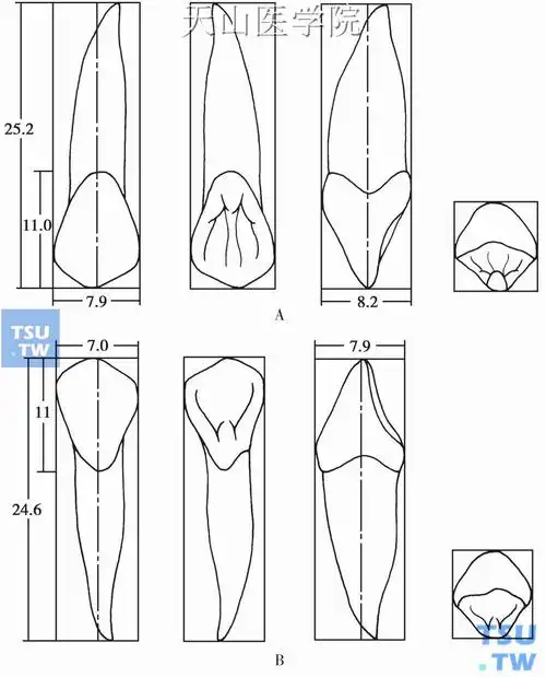 上,下颌中切牙上颌中切牙(central incisor)微呈长方形,邻面似铲状,其