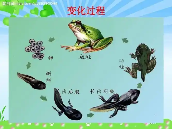 小蝌蚪找妈妈(一)