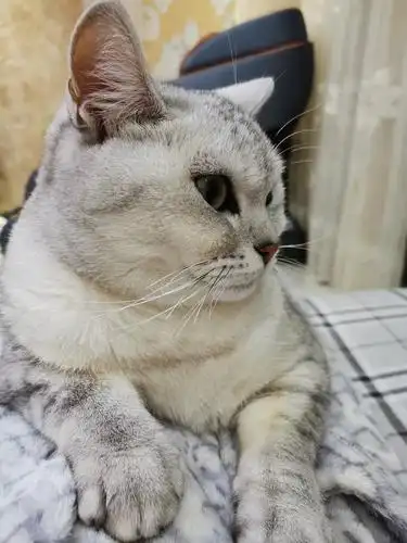 成年英短(银渐层)母求个公猫配种,价格可议