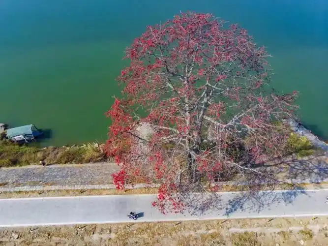 漂亮春节澄海这些地方的花海刷爆朋友圈