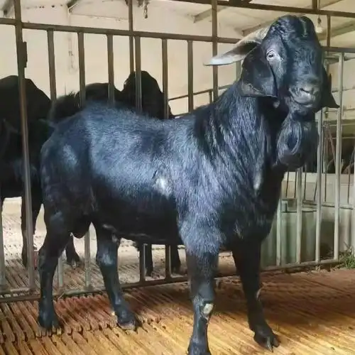 纯种波尔山羊羊羔努比亚黑山羊种公羊活体亚洲黄羊怀孕母羊养殖