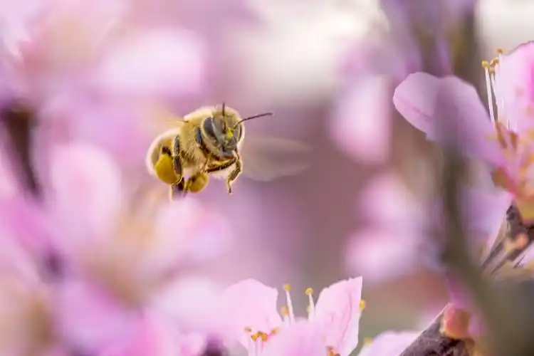 春天到了,蜜蜂在花丛间上下飞舞,采集花蜜!