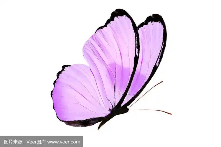 美丽的紫色蝴蝶孤立在白色的背景上