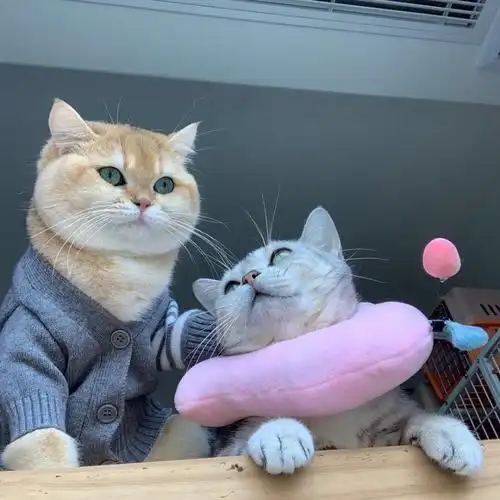 情侣头像可爱动物一对