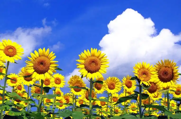 领域,夏天,天空,向日葵高清原图下载