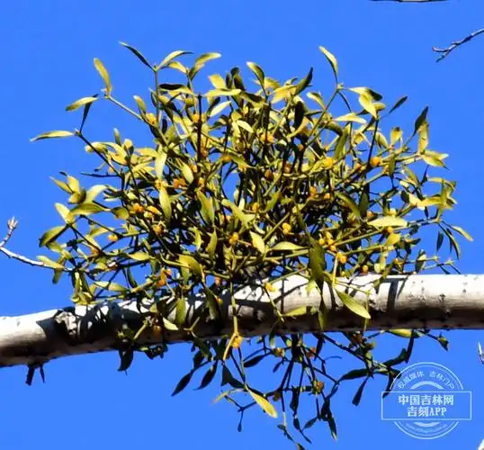 草木吉林 | 槲寄生:树上生长 四季常青-中国吉林网