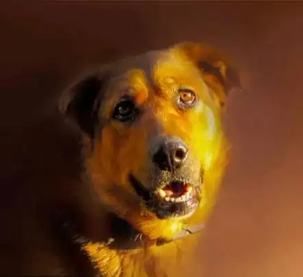 微笑狗图片原图恐怖微笑狗为什么那么吓人1990微笑狗事件