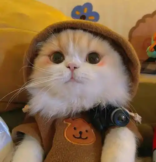 ins风微信头像已收藏