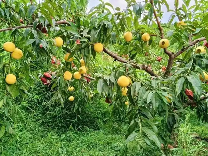 响应,通过认领"一棵树"的方式,与贵定县德新镇晓丰村共建一片"黄桃园"