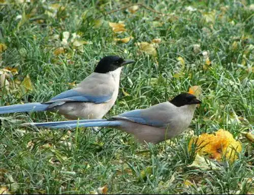 黑头 羽毛长尾巴是什么鸟