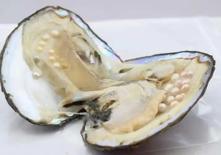 真空包装珍珠大蚌河蚌自然生长多珠蚌珍珠河蚌礼品