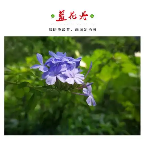 蓝花丹,又叫蓝雪花,蓝花矶松,一看名字就知道它的花色是蓝色的,蓝花丹